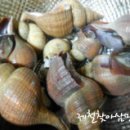 참골뱅이 이미지