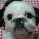 나나언니