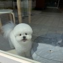 쁘띠애견미용실 이미지