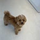 방울이네 펫살롱 이미지