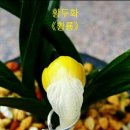 황두 황룡 최상작 이미지
