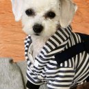 몽몽이애견미용 이미지