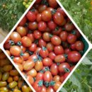 김미경농장 이미지