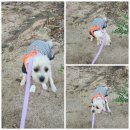 유이애견샵 | 강아지가 놀라지 않는 저소음 애견이발기 X3터보플러스