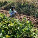 하은이네 농장 이미지