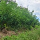 팔거천(좌안) 이미지