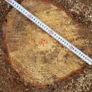 소나무(43살)-098-은평구 봉산 편백나무 숲 확장공사로 벌목된 나무 기록 이미지