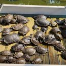 거북이동산 이미지