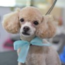 딸기펫살롱 이미지