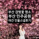 민주스튜디오 | 부산 민주공원 겹벚꽃 명소 감성 가득 야간 밤벚꽃 인물 스냅 후기