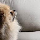 광진 pet 이미지