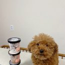 살롱드미미즈 이미지