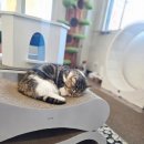 고양이라서 행복해 | 광명 고양이라서 행복해 [내돈내산] 만 3세, 5세 아이와 방문한 솔직 후기