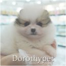 핑크젤리캐터리 | 교동강아지분양 작은 발에 달린 까만 젤리