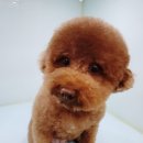 요크독애견샵 이미지