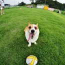 스타독스 이미지