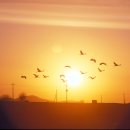 새바라기 이미지