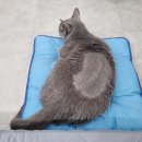 비엔동물전문의료센터 이미지