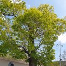 백수읍사무소 이미지