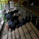 백양농장 이미지