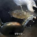 나주곰탕사매기 이미지