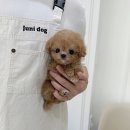 루비켄넬 이미지