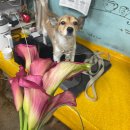 아지야스튜디오 | [W.11] 대구 웨딩촬영 부케 - 셀프부케 만들기 “대구 칠성꽃시장” 셀프부케 대성공 후기!