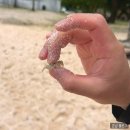 쌍용자동차동김해서비스프라자 | 괌 여행 5일차 : 리티디안 비치, 투몬비치, 건비치, 캘리포니아피자키친, 호놀룰루 커피, 괌 별밤카페