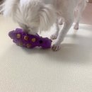 티렉스덴탈 | 강아지 노즈워크 장난감 &#34;네추라너리쉬&#34; 덴탈트릿 후기