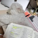 저녁) 지금은 채권투자할때 채권의 모든것 | 광고X) 증권투자권유대행인 합격 후기｜비전공자 공부기간, 인강, 자료공유:: 2026.04.19 시험 합격