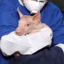 코리아양돈 이미지