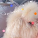 펫토이동물병원 이미지