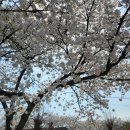 식후경 | 창녕 맛집 세유정 내돈내산 후기(벚꽃구경도 식후경)