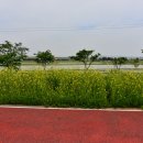 팽성대교길 이미지