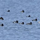 화진포의 댕기흰죽지(Tufted duck) 이미지