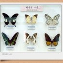 양지카운티 Daum카페