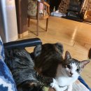 클로버 하우스 이미지