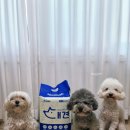 개와집 | 다둥이집이 선택한 흡수력 가성비 좋은 강아지 배변패드 백세개로 써본후기