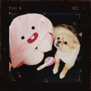 리리 펫살롱 이미지