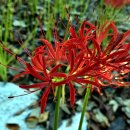 모악산 일주문 이미지