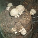 대중농장 이미지