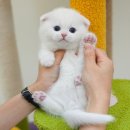 미유펫 강아지분양 고양이분양 부천점 이미지