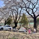 청려수련원 | 🏕️ 화성 청려수련원 벚꽃캠핑 노지차크닉 1,2,3구역 벚꽃명당