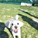 스타독스 이미지