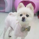 플러스애견미용실 이미지