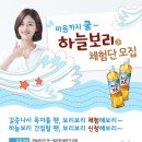 하늘보리 이미지