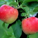 사과나무 이미지