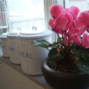 낭만고양이 이미지