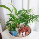 세상을위로하는 따뜻한 힘 힐링원예 이미지