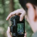 운용목장 | 니콘 Z50II 입문용 브이로그 카메라 - 예산 당진 아그로랜드 태신목장 수레국화 출사
